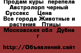 Продам куры, перепела. Австролорп черный. Суссекс. › Цена ­ 1 500 - Все города Животные и растения » Птицы   . Московская обл.,Дубна г.